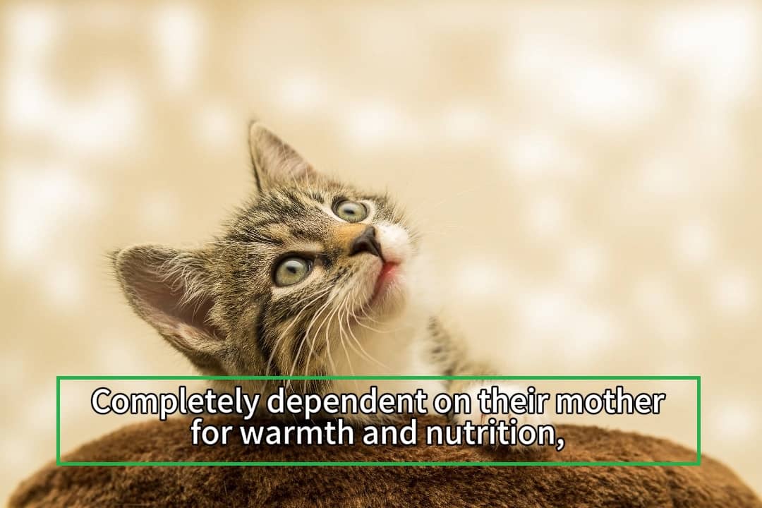 Quantum AI Subtitle Tools - AI-Powered Subtitle Editing & Translation